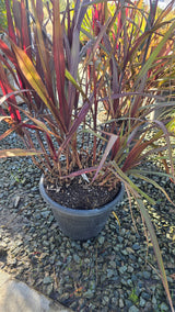 Cache Omamental Millet 'Copper'  on 5 gallon pot - Get similar - 🪴 Voelk Art & Plants Inc 🪴