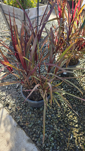 Cache Omamental Millet 'Copper'  on 5 gallon pot - Get similar - 🪴 Voelk Art & Plants Inc 🪴