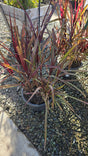 Cache Omamental Millet 'Copper'  on 5 gallon pot - Get similar - 🪴 Voelk Art & Plants Inc 🪴