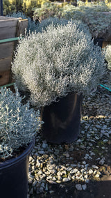 Calocephalus 'Silver Stone 5 gallon pot - Get similar - 🪴 Voelk Art & Plants Inc 🪴