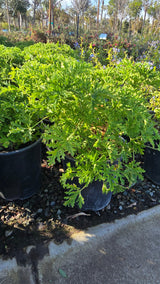Citronella Mosquito Plant on 5 gallon pot - Get similar - 🪴 Voelk Art & Plants Inc 🪴
