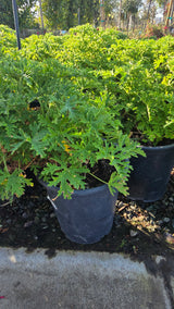 Citronella Mosquito Plant on 5 gallon pot - Get similar - 🪴 Voelk Art & Plants Inc 🪴