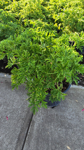 Citronella Mosquito Plant on 5 gallon pot - Get similar - 🪴 Voelk Art & Plants Inc 🪴