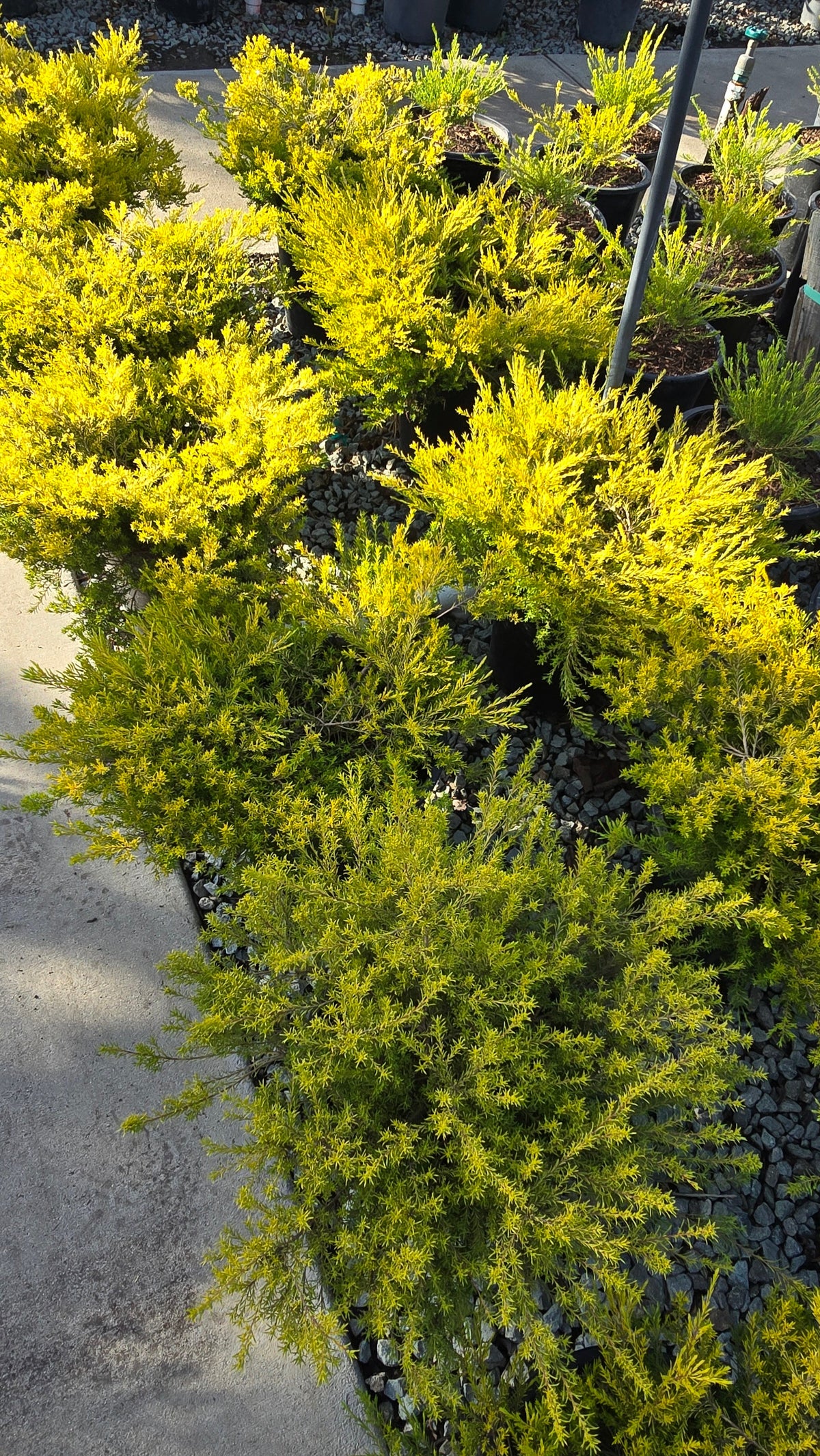 Coleonema pulchellum 'Sunset Gold' 5 gallon pot - Get similar - 🪴 Voelk Art & Plants Inc 🪴