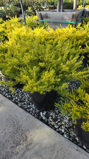 Coleonema pulchellum 'Sunset Gold' 5 gallon pot - Get similar - 🪴 Voelk Art & Plants Inc 🪴
