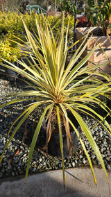 Cordyline Can Can Bush 5 gallon pot - Get similar - 🪴 Voelk Art & Plants Inc 🪴