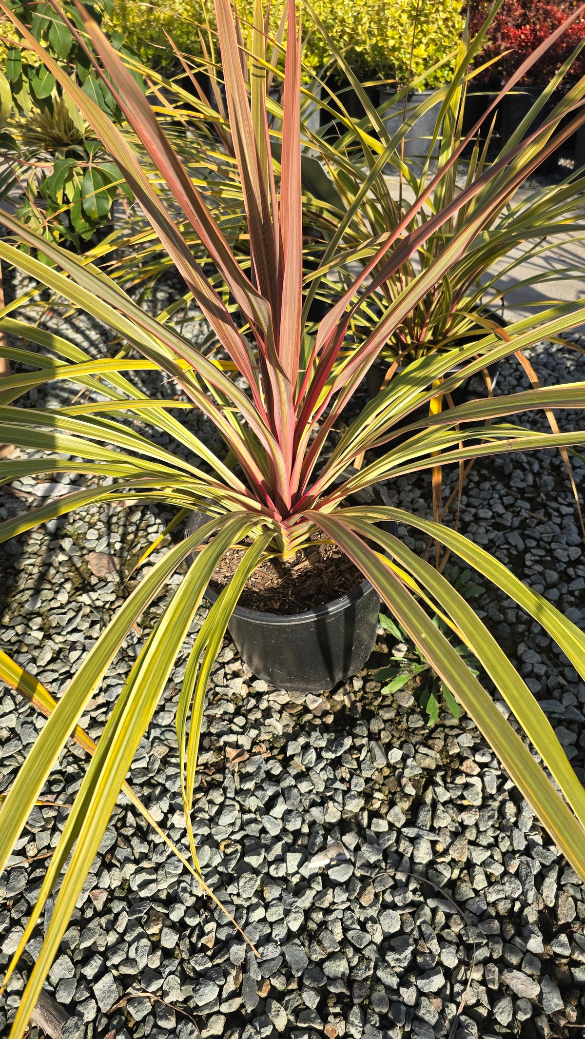 Cordyline Can Can Bush 5 gallon pot - Get similar - 🪴 Voelk Art & Plants Inc 🪴