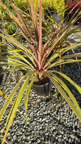 Cordyline Can Can Bush 5 gallon pot - Get similar - 🪴 Voelk Art & Plants Inc 🪴