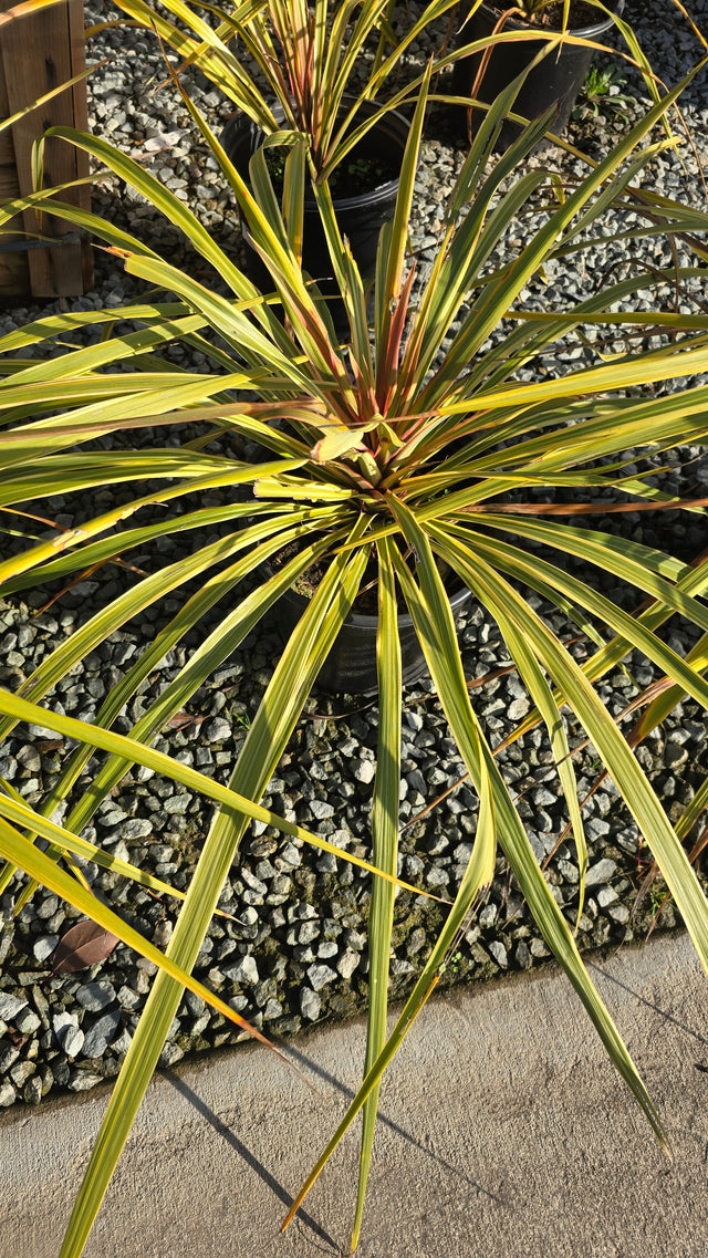 Cordyline Can Can Bush 5 gallon pot - Get similar - 🪴 Voelk Art & Plants Inc 🪴