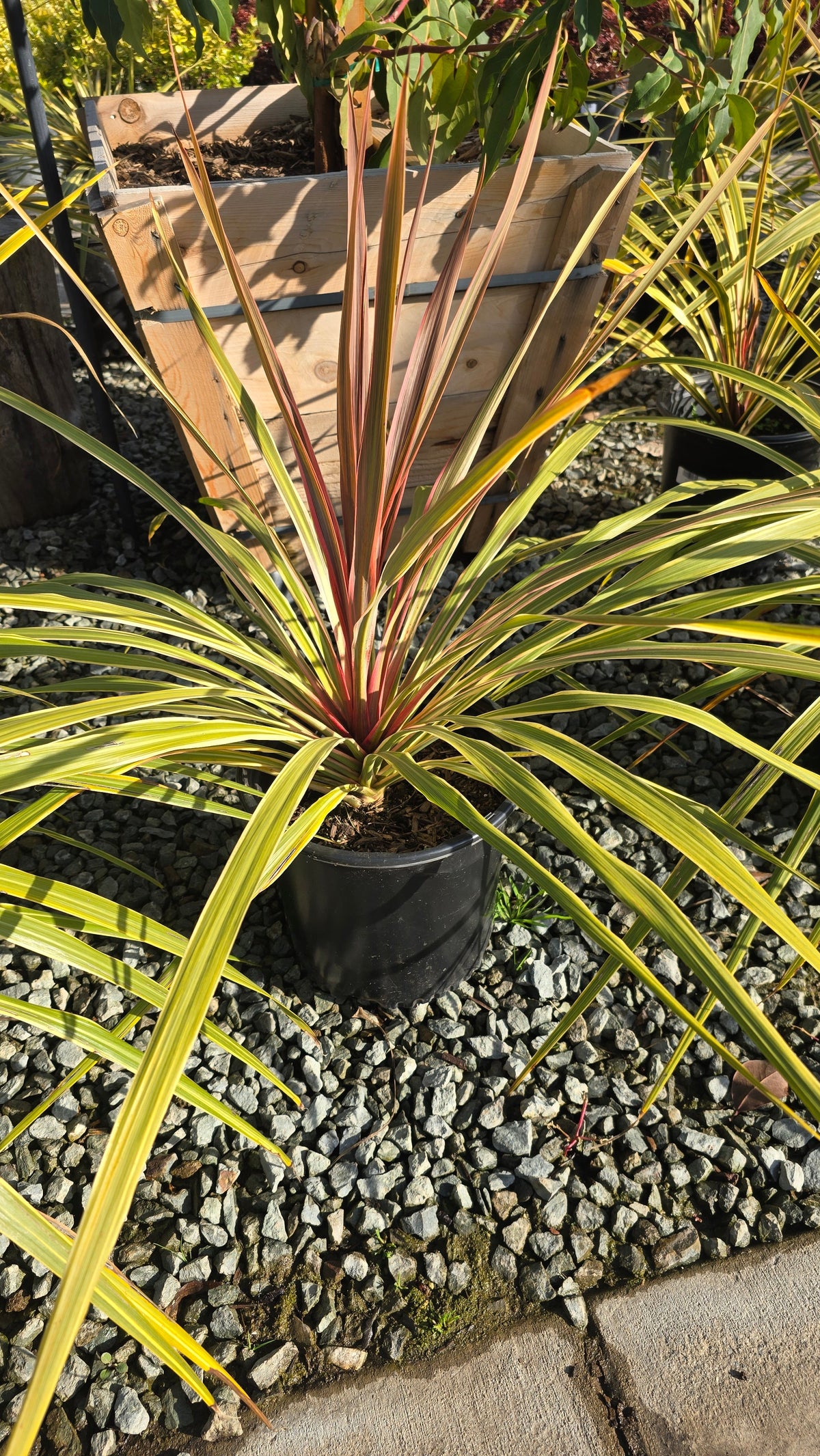 Cordyline Can Can Bush 5 gallon pot - Get similar - 🪴 Voelk Art & Plants Inc 🪴
