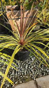 Cordyline Can Can Bush 5 gallon pot - Get similar - 🪴 Voelk Art & Plants Inc 🪴