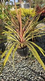 Cordyline Can Can Bush 5 gallon pot - Get similar - 🪴 Voelk Art & Plants Inc 🪴