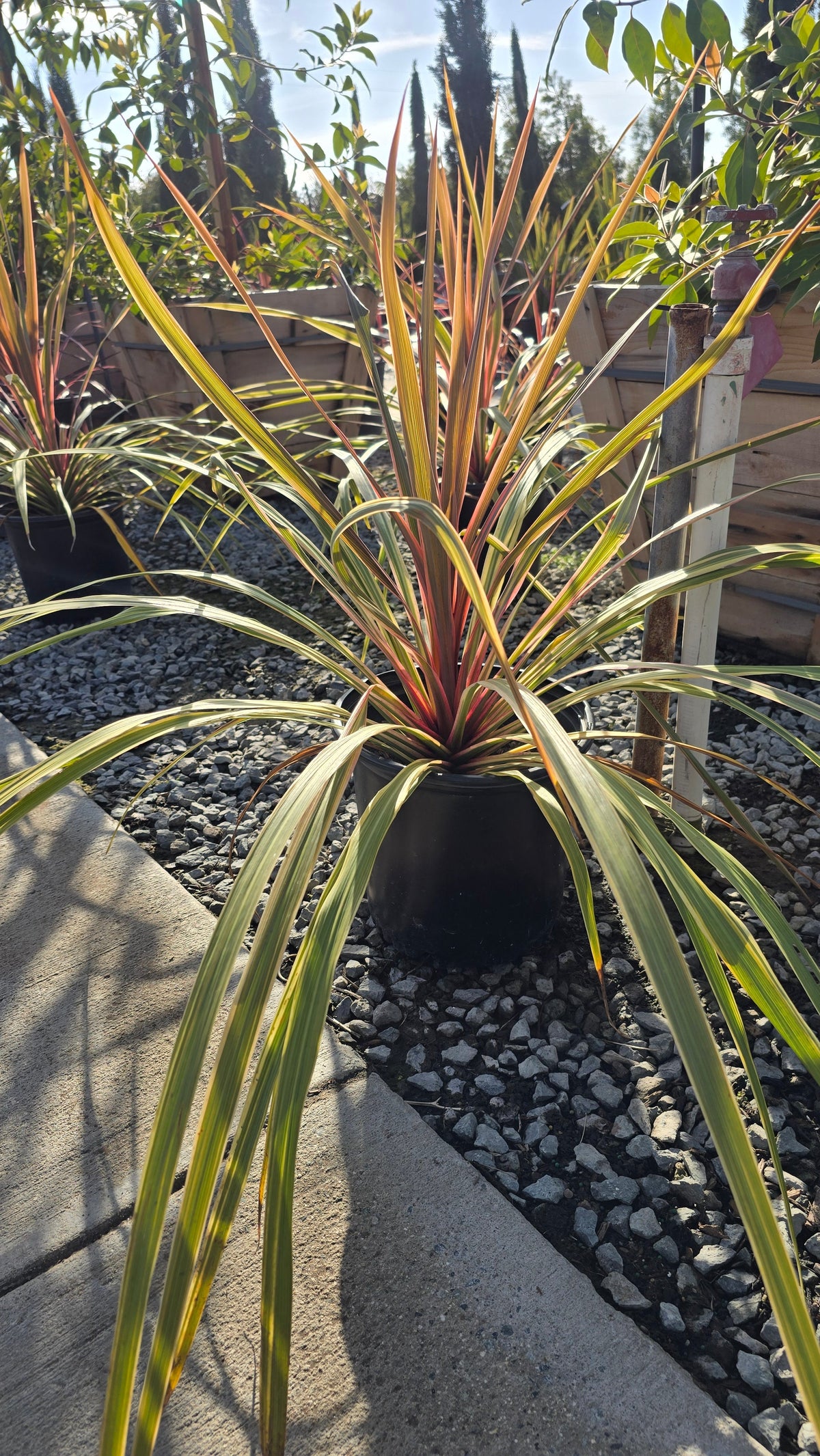 Cordyline Can Can Bush 5 gallon pot - Get similar - 🪴 Voelk Art & Plants Inc 🪴