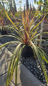 Cordyline Can Can Bush 5 gallon pot - Get similar - 🪴 Voelk Art & Plants Inc 🪴