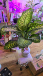 Dieffenbachia Dumb Cane Indoor Plant Air Purifier 3.5ft in 8 inch pot- Get similar - 🪴 Voelk Art & Plants Inc 🪴