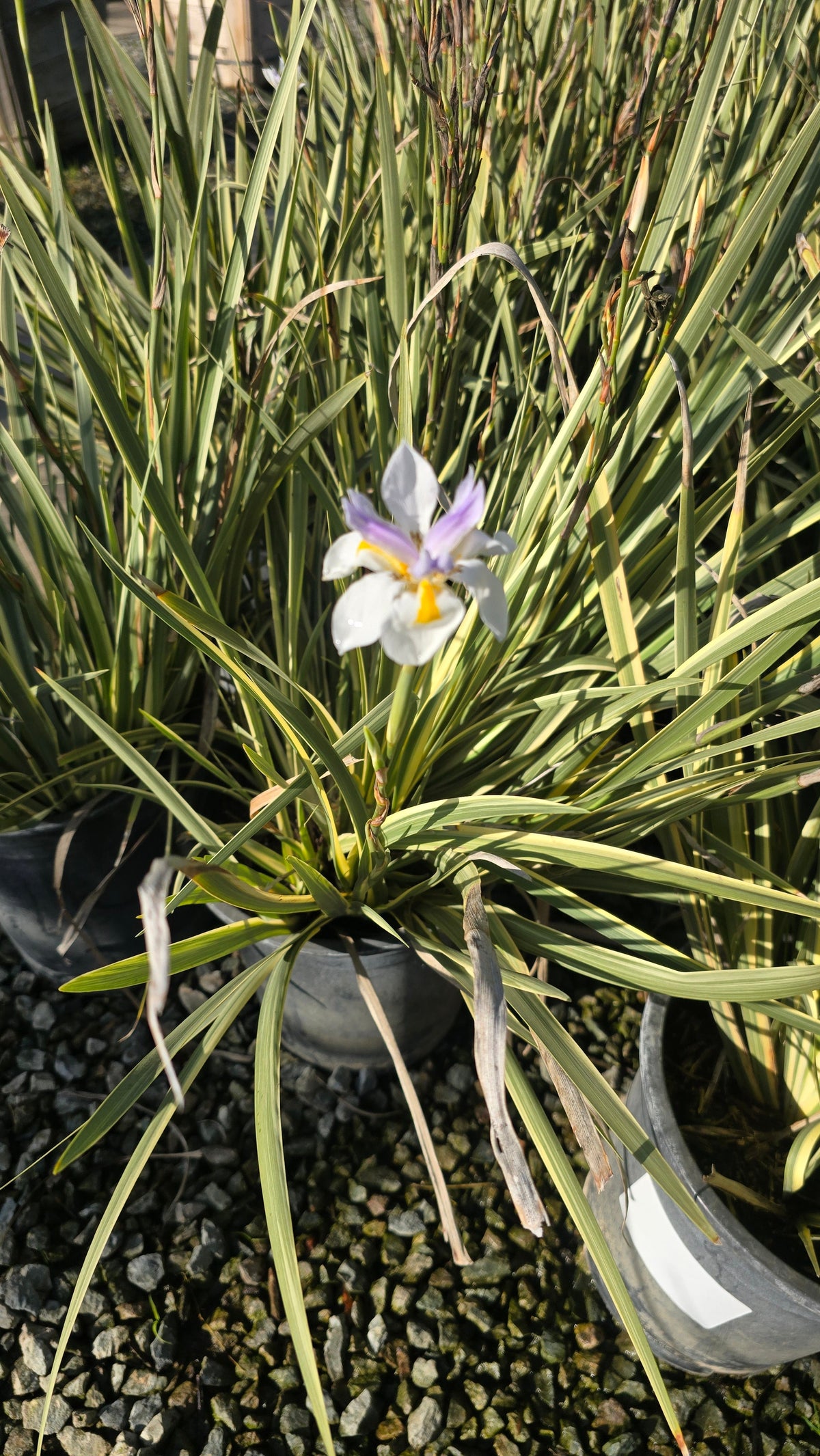 Dietes grandiflora Variegata bush plant on 5 gallon pot - Get similar - 🪴 Voelk Art & Plants Inc 🪴