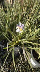 Dietes grandiflora Variegata bush plant on 5 gallon pot - Get similar - 🪴 Voelk Art & Plants Inc 🪴