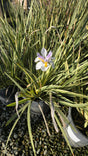 Dietes grandiflora Variegata bush plant on 5 gallon pot - Get similar - 🪴 Voelk Art & Plants Inc 🪴