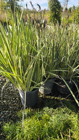 Dietes grandiflora Variegata bush plant on 5 gallon pot - Get similar - 🪴 Voelk Art & Plants Inc 🪴