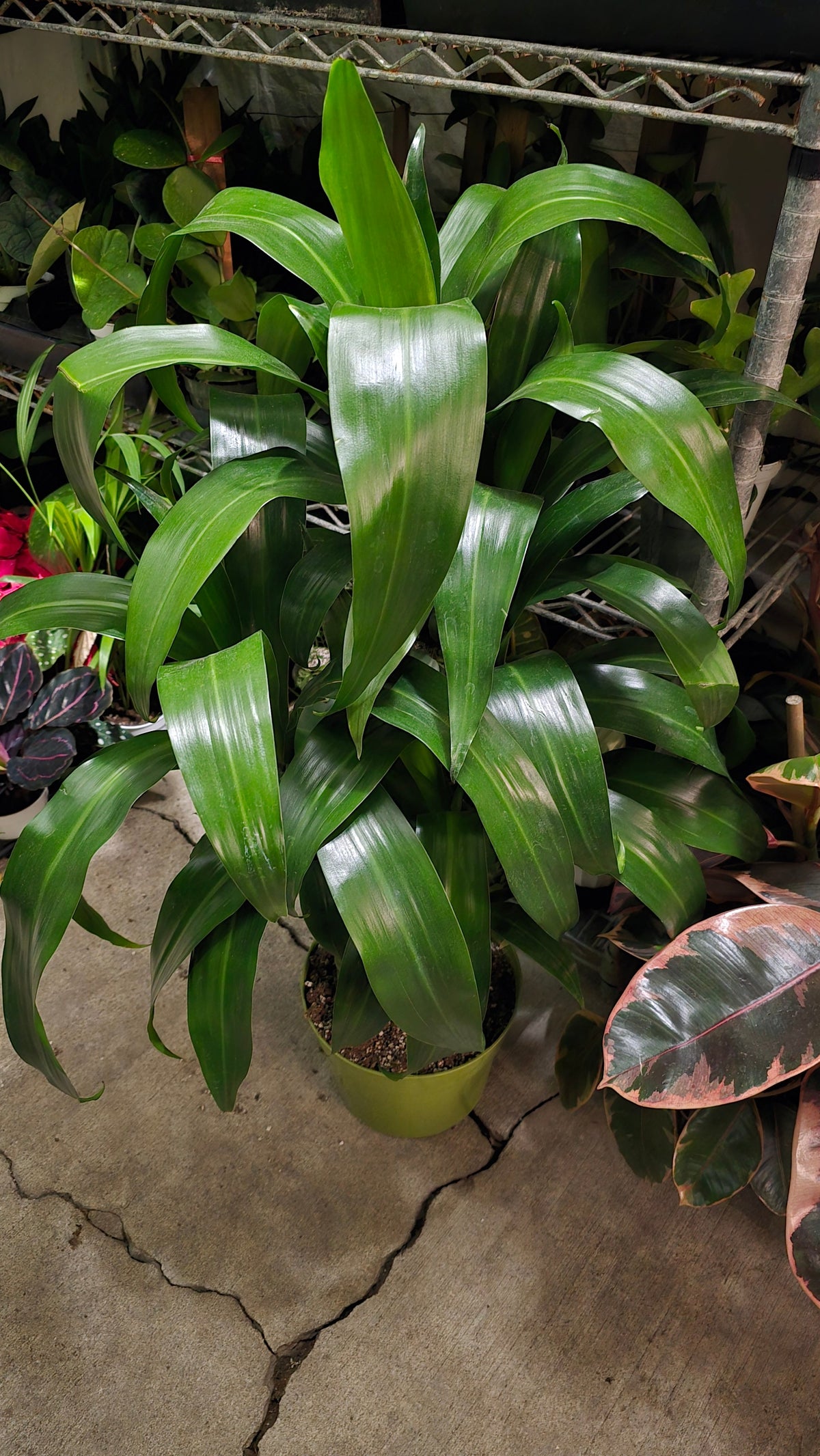 Dracaena Lisa Fragans Green on 8 inch pot, Get similar - 🪴 Voelk Art & Plants Inc 🪴