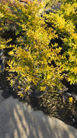Duranta erecta 'Golden'in 5 gallon pot - Get similar - 🪴 Voelk Art & Plants Inc 🪴