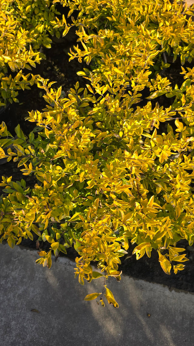 Duranta erecta 'Golden'in 5 gallon pot - Get similar - 🪴 Voelk Art & Plants Inc 🪴