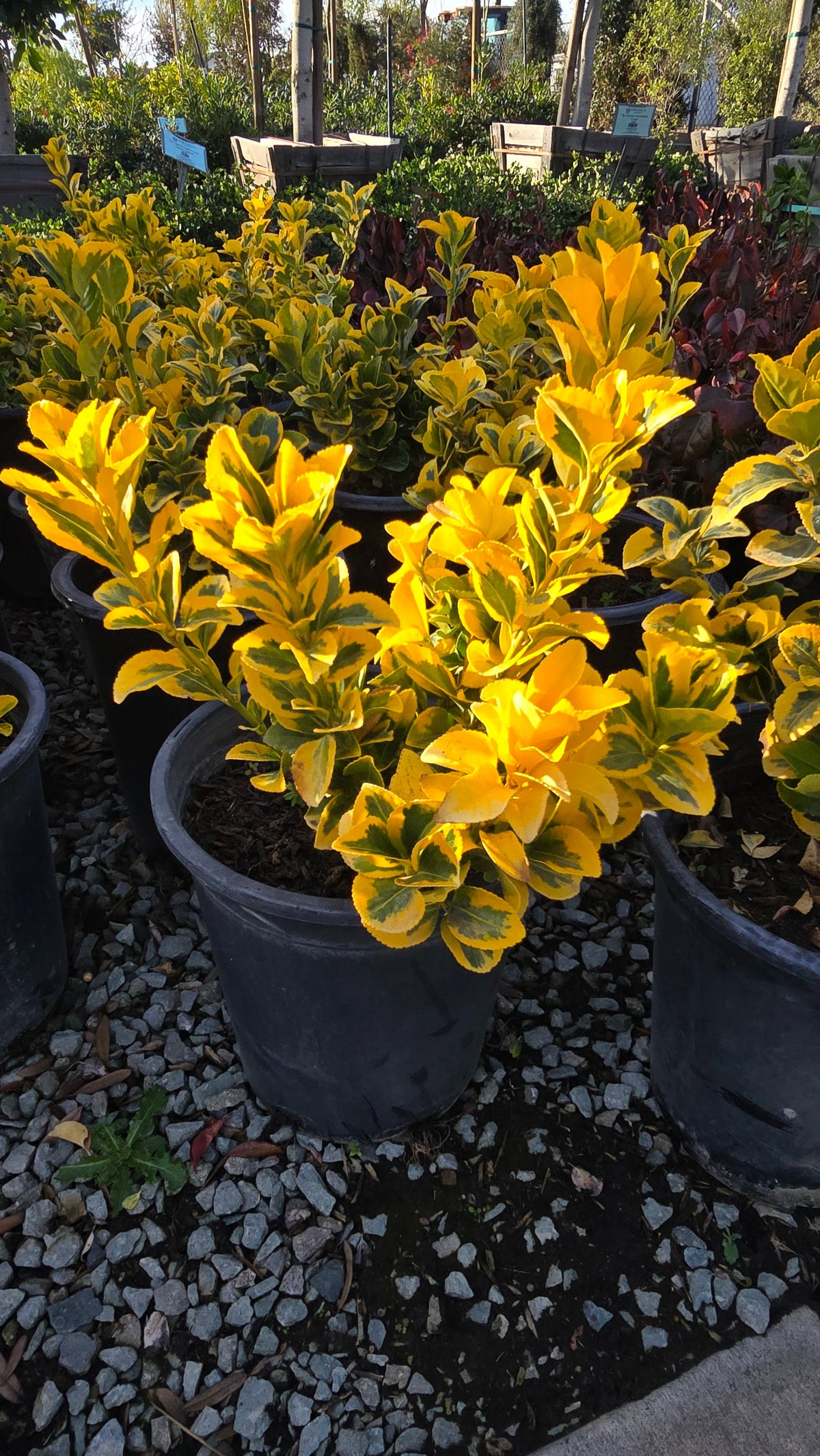 Euonymus japonicus 'Aureo-Marginata' 5 gallon pot - Get similar - 🪴 Voelk Art & Plants Inc 🪴