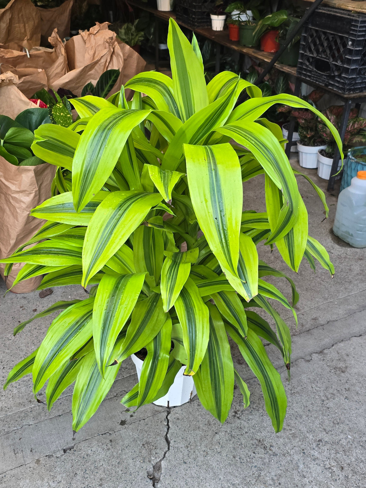 Gold Dracaena (Dracaena sanderiana ‘Gold’) Elegant Indoor in inch Pot - 3+ ft - Get Similar - 🪴 Voelk Art & Plants Inc 🪴