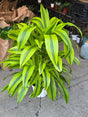 Gold Dracaena (Dracaena sanderiana ‘Gold’) Elegant Indoor in inch Pot - 3+ ft - Get Similar - 🪴 Voelk Art & Plants Inc 🪴