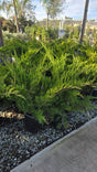 Juniperus chinensis 'Sea Green' 5 gallon pot - Get similar - 🪴 Voelk Art & Plants Inc 🪴