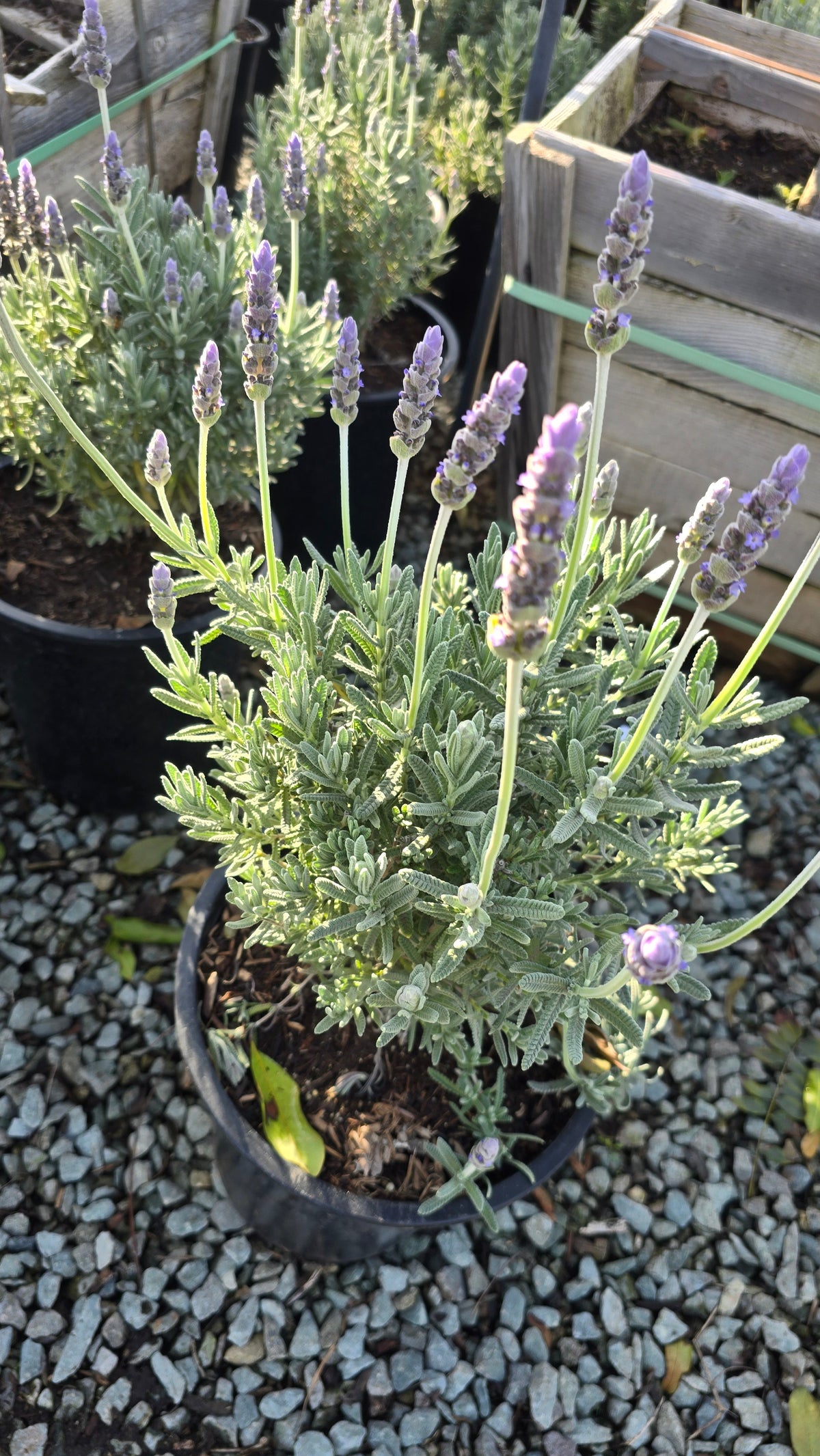 Lavandula Dentata Lavander Bush 5 gallon pot - Get similar - 🪴 Voelk Art & Plants Inc 🪴