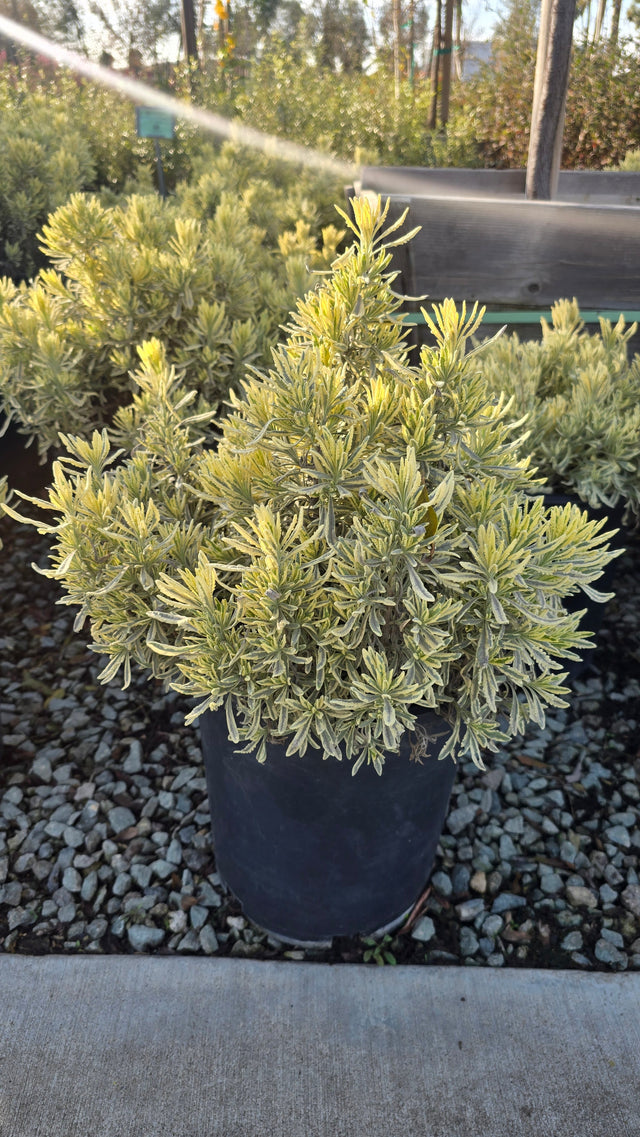 Lavandula 'Meerlo' 5 gallon pot - Get similar - 🪴 Voelk Art & Plants Inc 🪴
