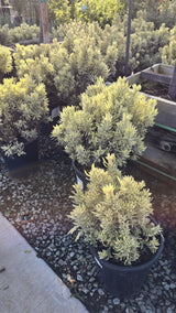 Lavandula 'Meerlo' 5 gallon pot - Get similar - 🪴 Voelk Art & Plants Inc 🪴
