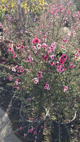 Leptospermum scoparium 'Pink Cascade' 5 gallon pot 5tf tall - Get similar - 🪴 Voelk Art & Plants Inc 🪴