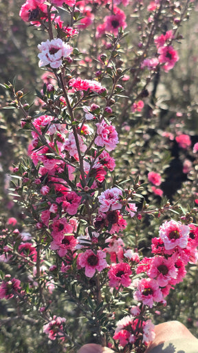 Leptospermum scoparium 'Pink Cascade' 5 gallon pot 5tf tall - Get similar - 🪴 Voelk Art & Plants Inc 🪴