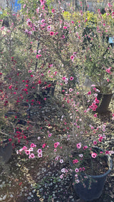 Leptospermum scoparium 'Pink Cascade' 5 gallon pot 5tf tall - Get similar - 🪴 Voelk Art & Plants Inc 🪴