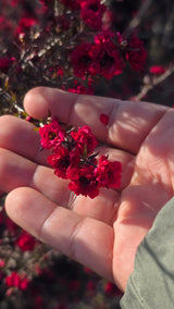 Leptospermum scoparium 'Ruby Glow 5 gallon pot 5tf tall - Get similar - 🪴 Voelk Art & Plants Inc 🪴