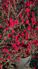 Leptospermum scoparium 'Ruby Glow 5 gallon pot 5tf tall - Get similar - 🪴 Voelk Art & Plants Inc 🪴
