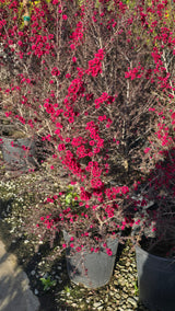 Leptospermum scoparium 'Ruby Glow 5 gallon pot 5tf tall - Get similar - 🪴 Voelk Art & Plants Inc 🪴
