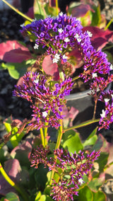Limonium perezii Purple Flower on 5 gallon pot - Get similar - 🪴 Voelk Art & Plants Inc 🪴