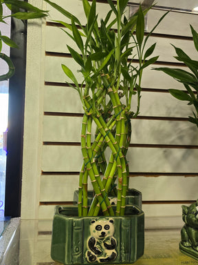 Lucky Bamboo on a Panda Base Gift tangled plant - Get similar - 🪴 Voelk Art & Plants Inc 🪴