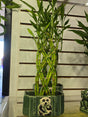 Lucky Bamboo on a Panda Base Gift tangled plant - Get similar - 🪴 Voelk Art & Plants Inc 🪴