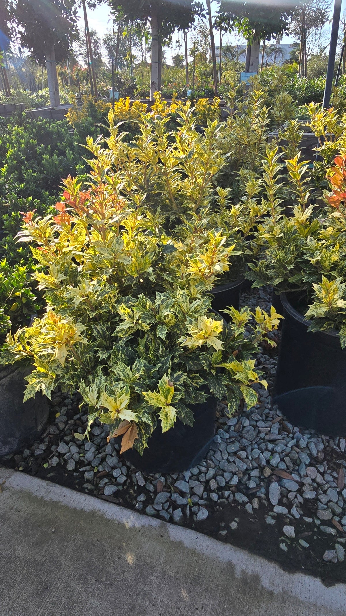 Osmanthus heterophyllus 'Goshiki 5 gallon pot - Get similar - 🪴 Voelk Art & Plants Inc 🪴