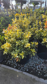 Osmanthus heterophyllus 'Goshiki 5 gallon pot - Get similar - 🪴 Voelk Art & Plants Inc 🪴