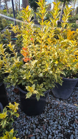 Osmanthus heterophyllus 'Goshiki 5 gallon pot - Get similar - 🪴 Voelk Art & Plants Inc 🪴