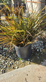 Phormium Tenax 'Jack Spratt' on 5 gallon pot - Get similar - 🪴 Voelk Art & Plants Inc 🪴