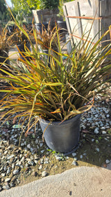 Phormium Tenax 'Jack Spratt' on 5 gallon pot - Get similar - 🪴 Voelk Art & Plants Inc 🪴