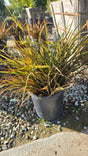 Phormium Tenax 'Jack Spratt' on 5 gallon pot - Get similar - 🪴 Voelk Art & Plants Inc 🪴