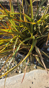 Phormium Tenax 'Jack Spratt' on 5 gallon pot - Get similar - 🪴 Voelk Art & Plants Inc 🪴