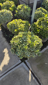 Pittosporum tobira 'Cream de Mint' 5 gallon pot - Get similar - 🪴 Voelk Art & Plants Inc 🪴